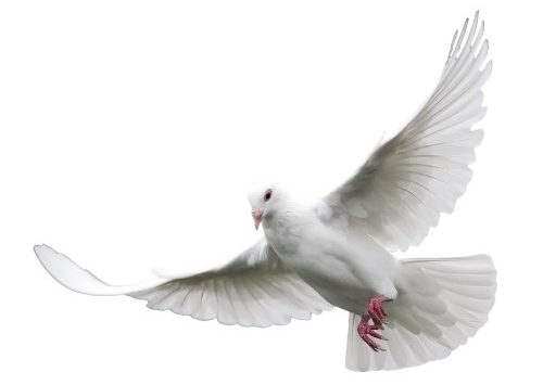 dove